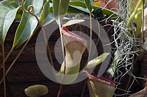 Hanging pitcher plant in basket