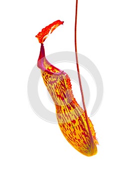 A Hanging pitcher plant pitfall trap in red pink color isolated on white background.