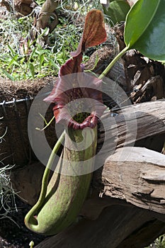 Hanging pitcher plant pod