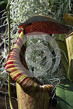 Hanging pitcher plant pod with striped peristome