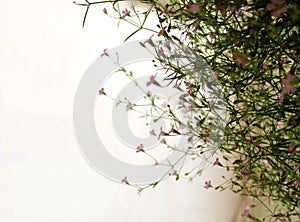 Hanging plant on balcony