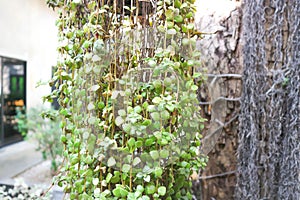 Hanging plant or dave plant photo