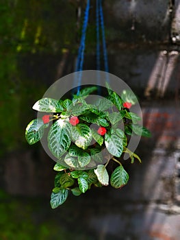 HANGING PLANT