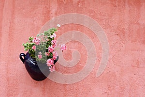 Hanging plant on terracotta painted wall