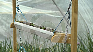 Hanging Planter of Saplings