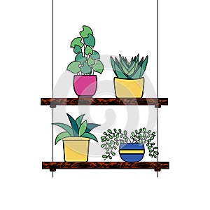 Hanging plants inside pots vector design