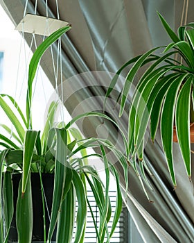 Hanging plants near the window. Spider plants, also known as Chlorophytum bichetii Karrer Backer, St. Bernardâ€™s lily