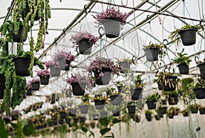 hanging plants in pots in greenhouse with blurry background