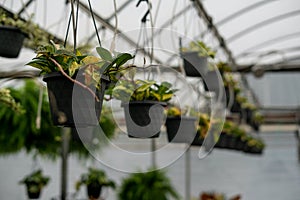 hanging plants in pots in row at a greenhouse