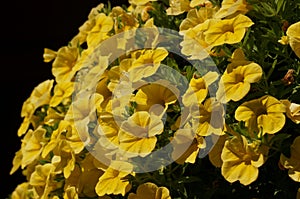 A Hanging Pot of Beautiful Yellow Primrose Flowers