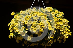 A Hanging Pot of Beautiful Yellow Primrose Flowers