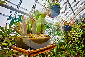 Hanging pot with carnivorous plants and other assorted pots and plants in greenhouse