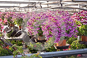 Hanging pot of Geranium butterfly in greenhouse