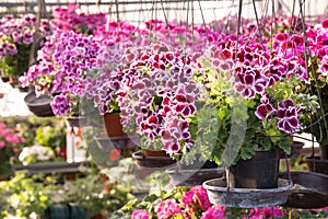 Hanging pot of Geranium butterfly in greenhouse