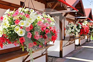 Hanging Pot of Red and Yellow Petunia Flowers On German Style Market Huts