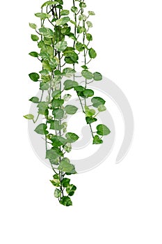 Hanging pothos or devil`s ivy vines liana plant with green and variegated leaves Epipremnum aureum â€˜Marble Queen Pothosâ€™,