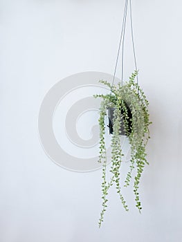 Hanging pots with creepers on white walls.