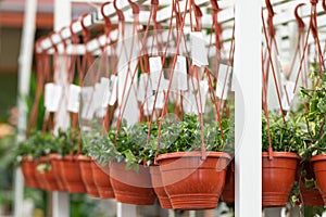 Hanging pots of flowers in nursery in garden store, greenhouse