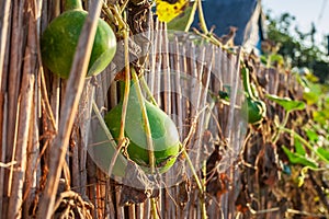 Hanging pumpkins on a rustic fence in Mila 23, Danube Delta, Romania photo