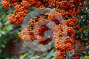 Pyracantha Saphyr Orange