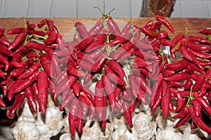 Hanging red chili peppers bunches