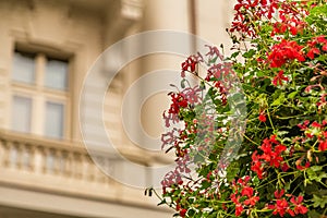 Hanging red geraniums