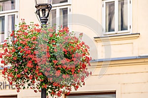 Hanging red geraniums