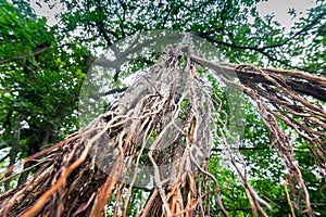 Hanging roots of banyan tree