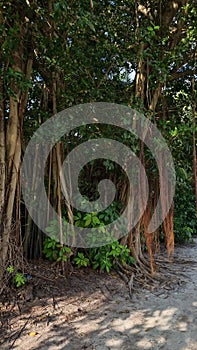 Hanging roots of banyan tree on Maldives