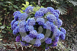 The hanging round shape of Bigleaf hydrangea blue flowers photo