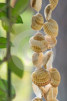 Hanging Seashells