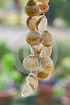 Hanging Seashells