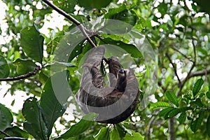 Hanging sloth in Costa Rica