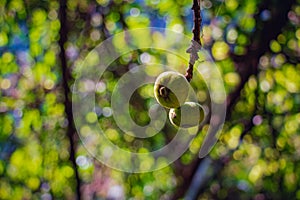 Hanging small green wild fig fruits on a tree Ficus carica