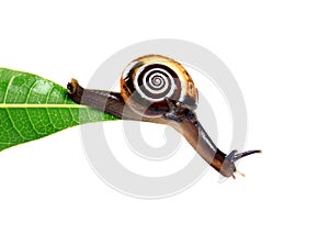 Hanging snail
