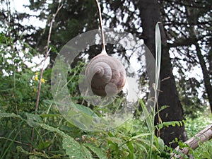 Hanging snail