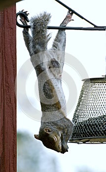 Hanging Squirrel