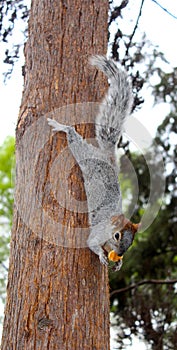 Hanging squirrel side shot