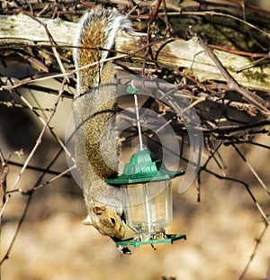 Hanging Squirrel Steals from Bird feeder