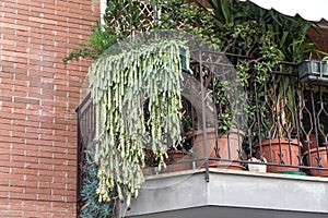 Hanging succulent plants