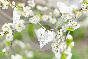 Hanging on symbolic decorative heart on flowering trees. Concept of Valentines day, Spring, Love