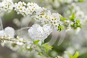 Hanging on symbolic decorative heart on flowering trees. Concept of Valentines day, Spring, Love