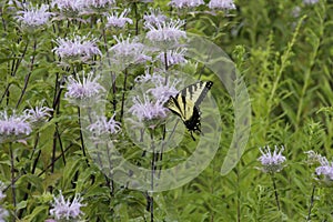 hanging on tiger swallowtail butterfly