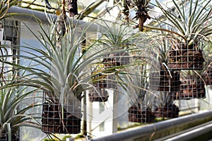 Hanging Tillandsia Airplant capable of absorbing ambient humidity without roots