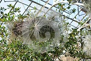 Hanging Tillandsia Airplant capable of absorbing ambient humidity without roots