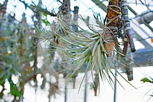 Hanging Tillandsia Airplant capable of absorbing ambient humidity without roots