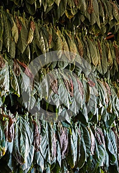 Hanging Tobacco leaves