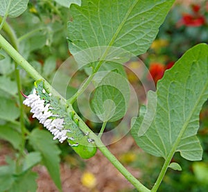 A Hanging Tomato / Tobacco Hornworm as host to parasitic braconid wasp eggs