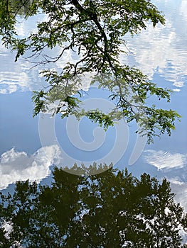 Hanging tree branches are reflected on rippled water