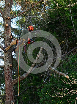 Hanging tree cutter cutting limbs from tree